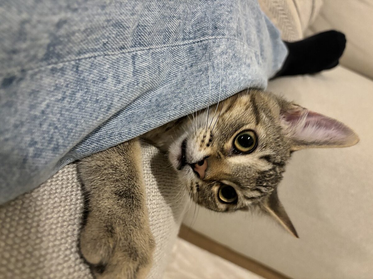 Black tabby domestic short-haired cat