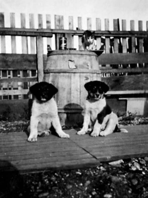 Cat preparing to pounce on two sled dog puppies, Alaska (AL+CA 5830)