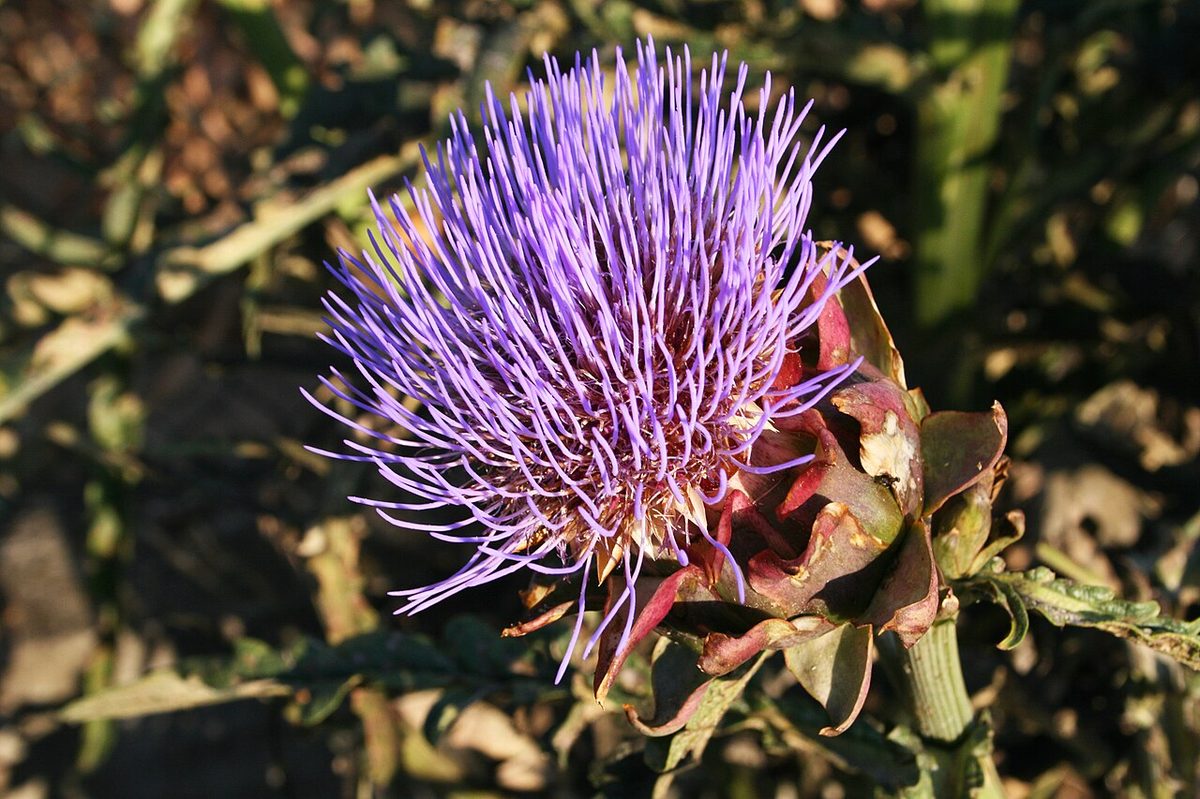 " 12 - ITALY - artichoke in bloom - BIO high quality food (organic farming)
