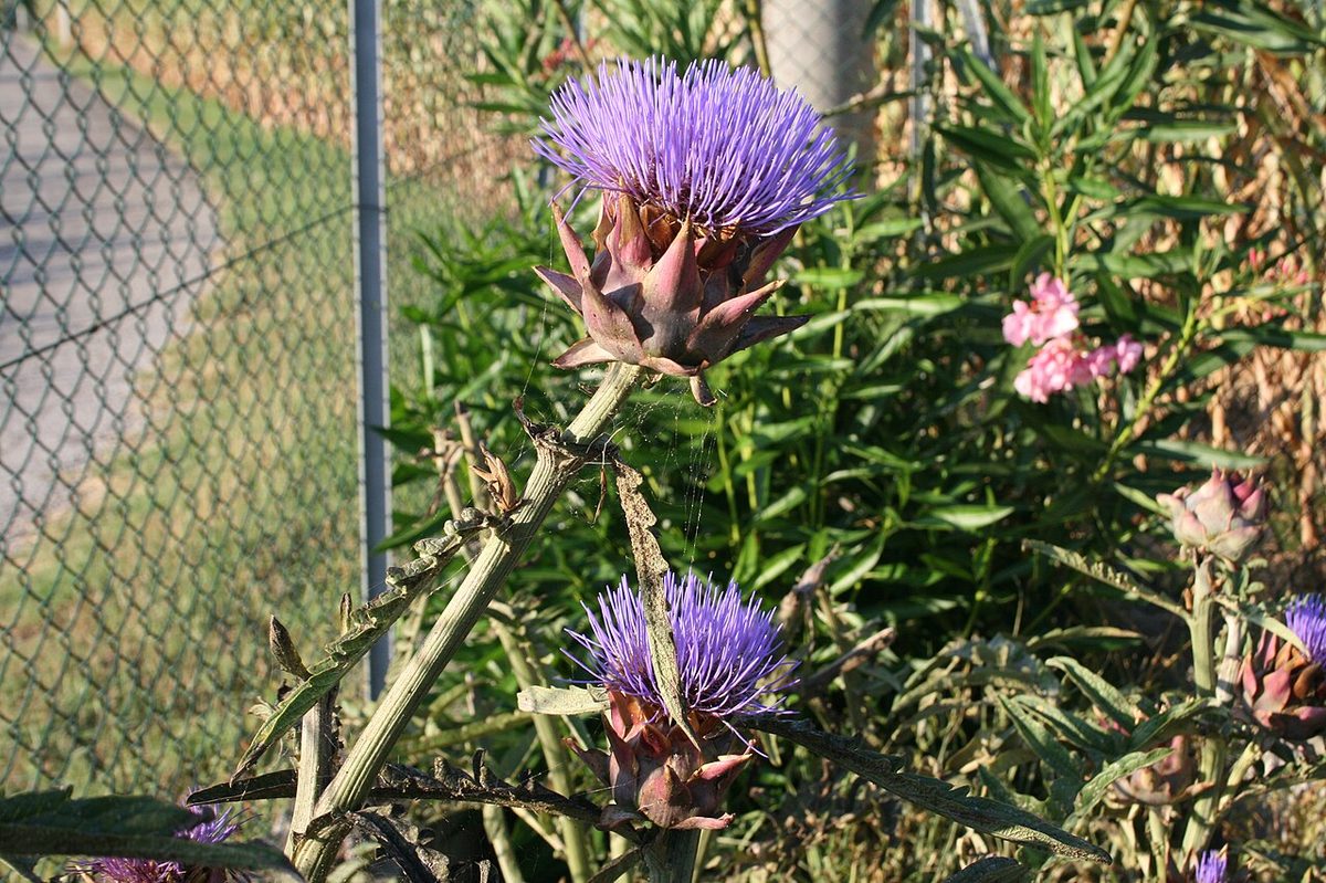 " 12 - ITALY - artichokes in bloom - organic farming in Veneto (Italy)