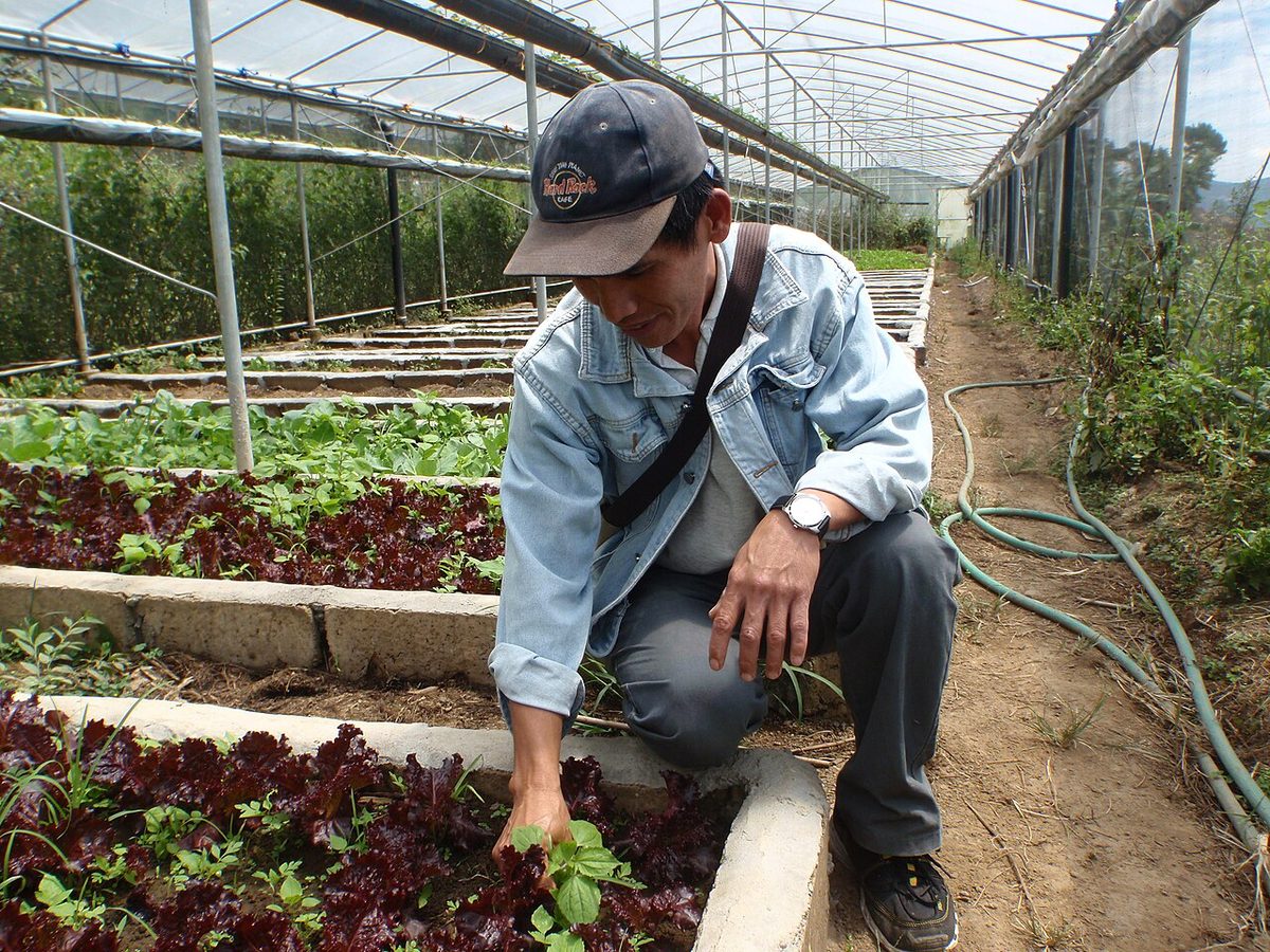 Farmer Romy in his organic LaTop Farm in Benguet, Baguio, Philippines - 1