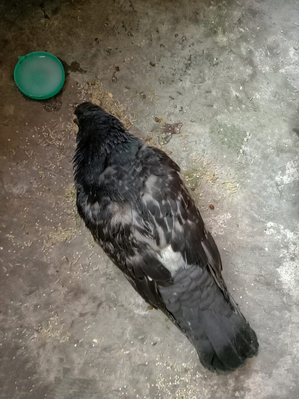 A pet pigeon eating rice grains