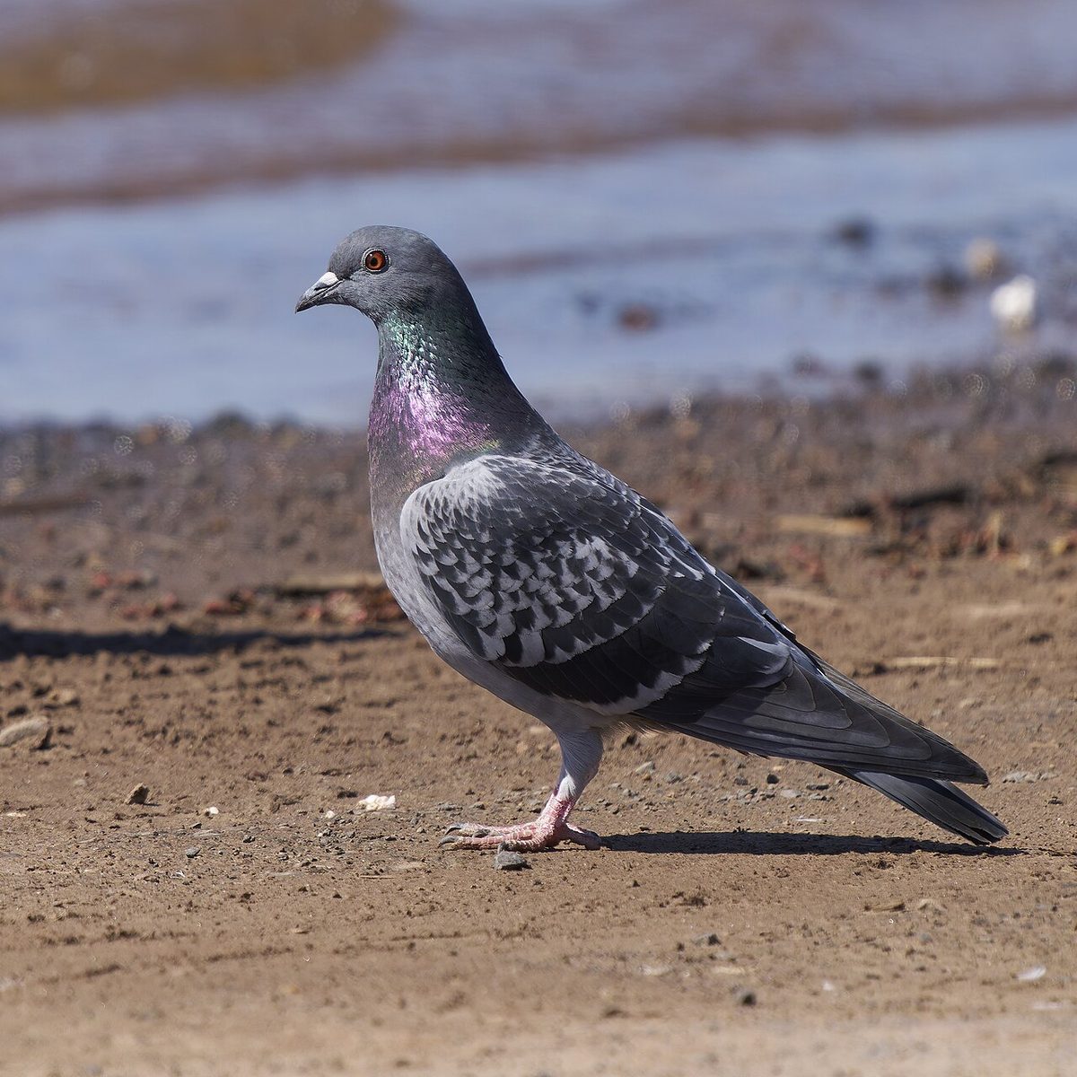 20260329 feral pigeon wethersfield cove PD01047