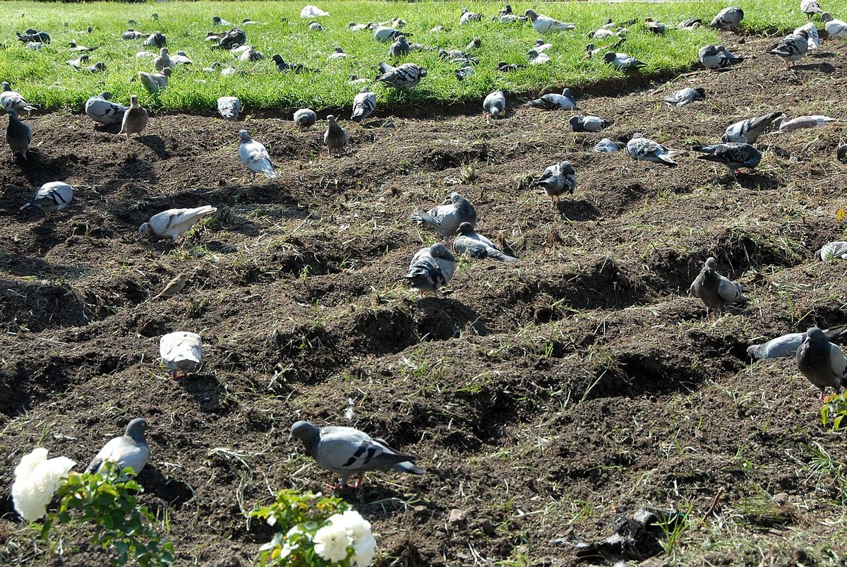 Growing pigeons