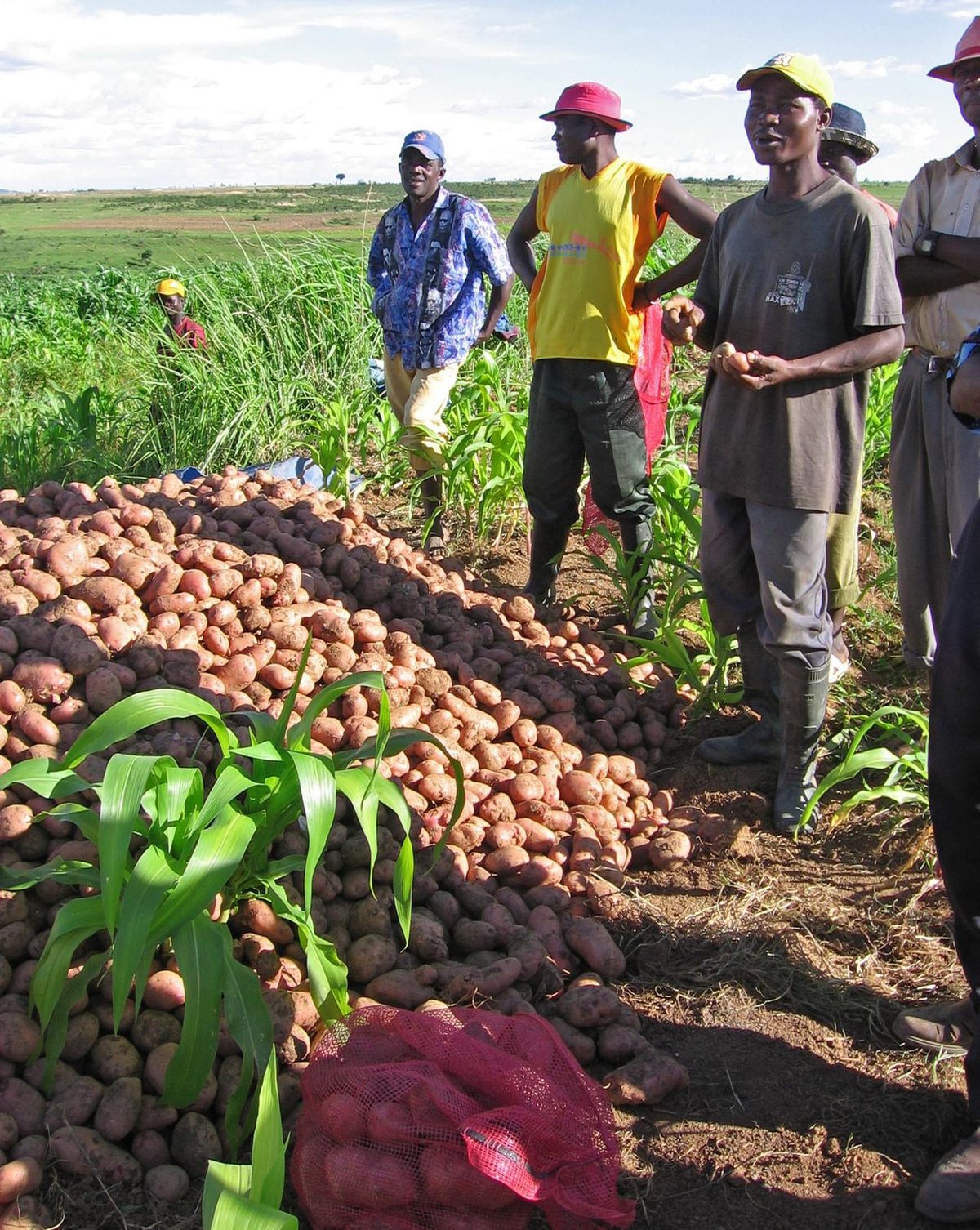 Angolan Potato Farmers