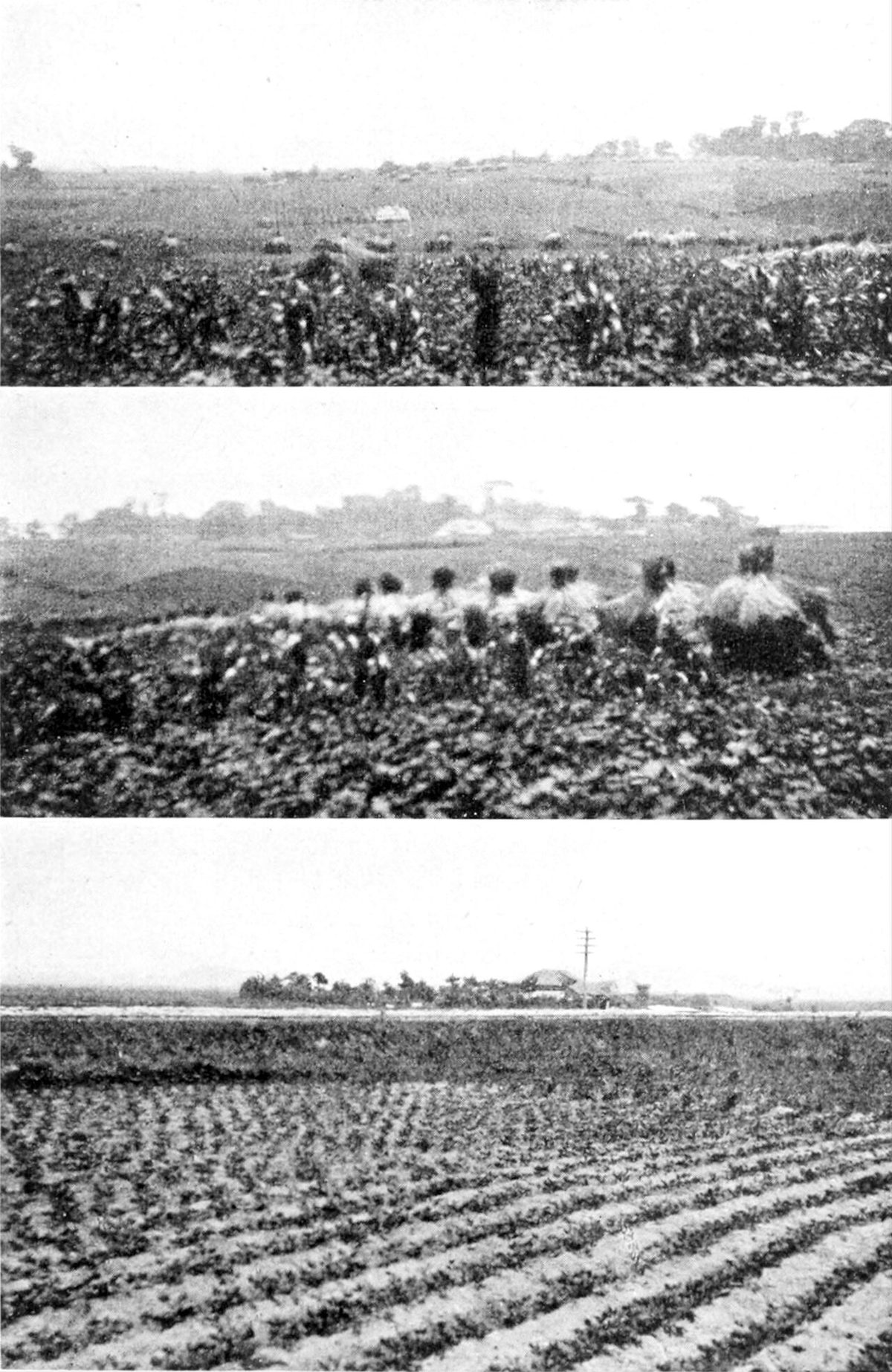 Farmers of forty centuries - Three landscapes in the Tokyo plain