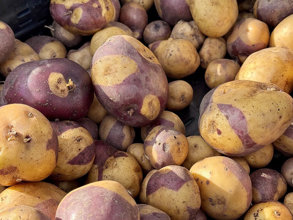 Marbled potatoes - January 2026 - Sarah Stierch