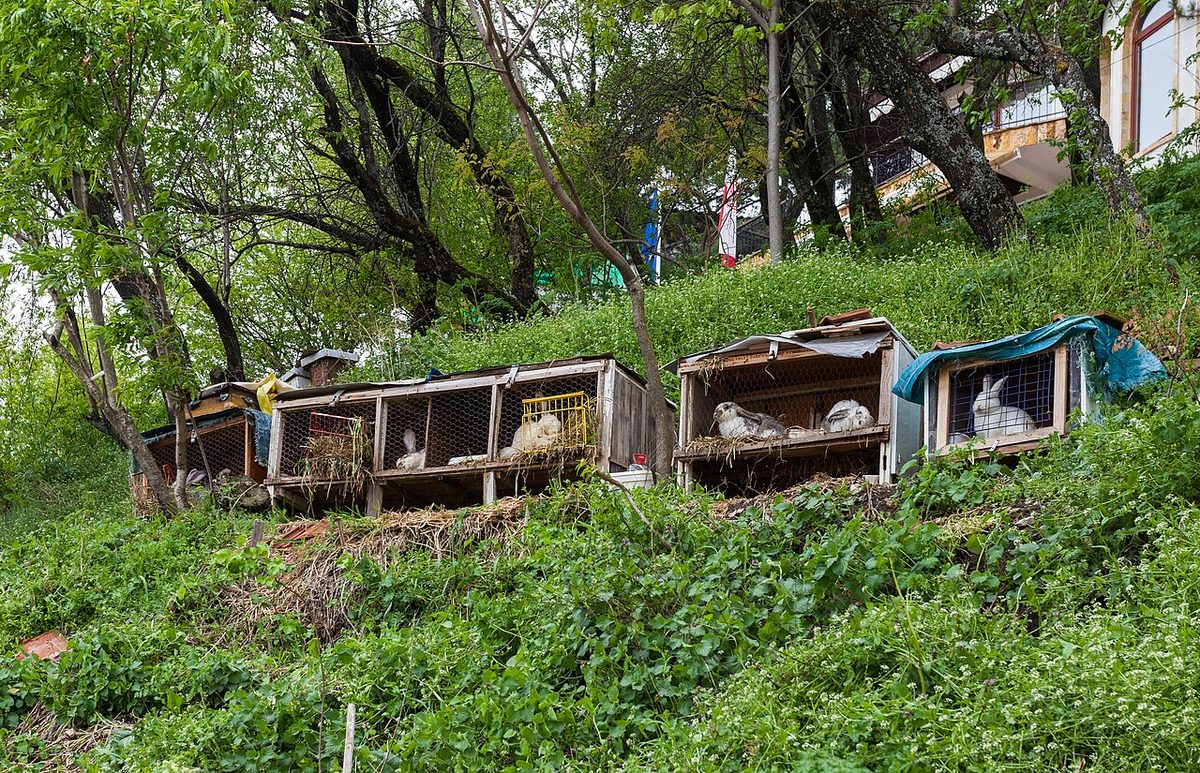Conejos en Ohrid, Macedonia, 2014-04-17, DD 27.JPG