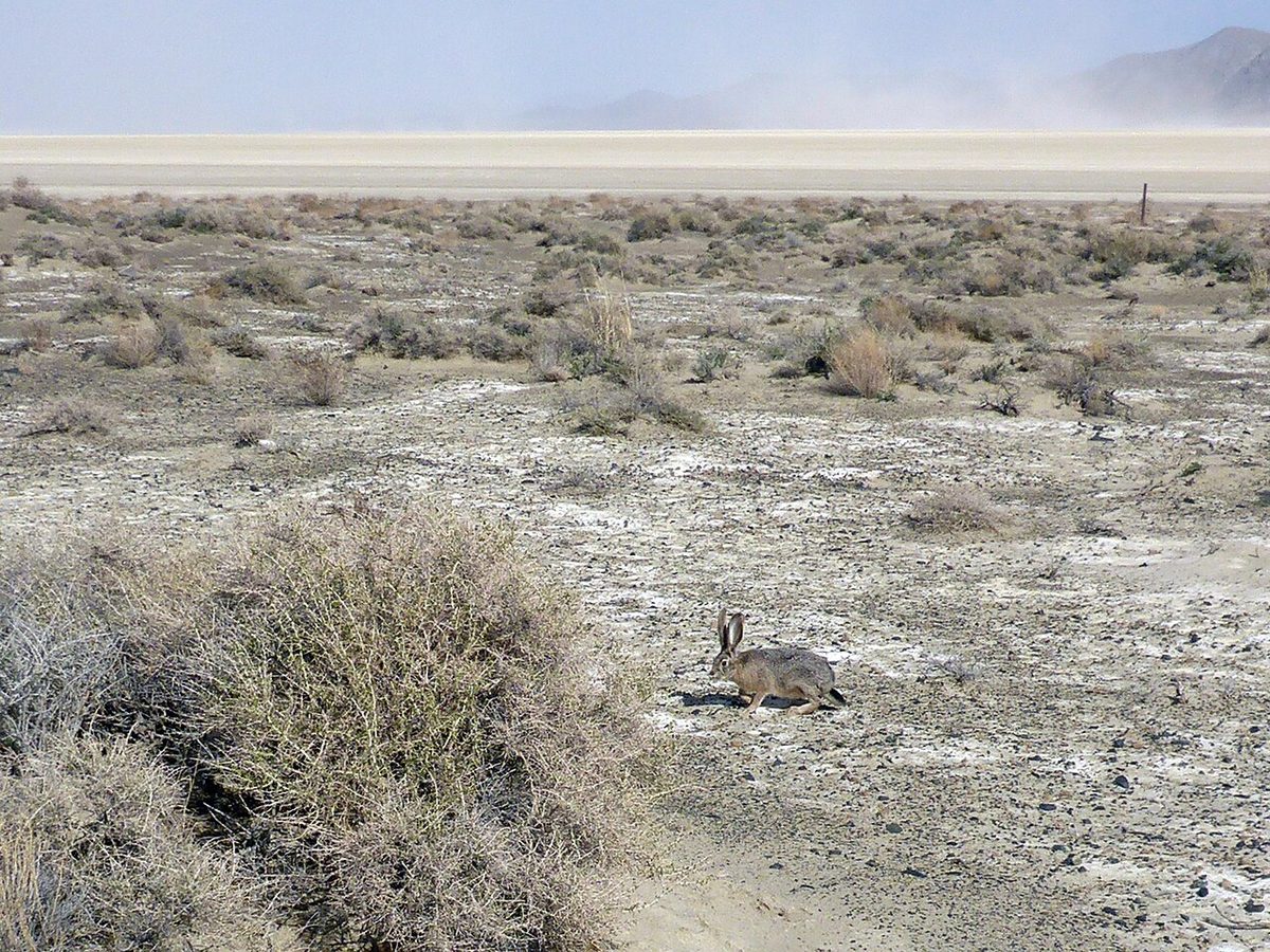 Friendly jackrabbit
