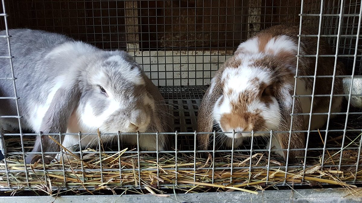 Rabbit Cage 1