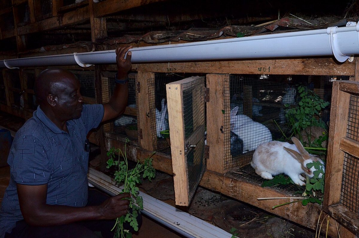 A farmer feeding his rabbits