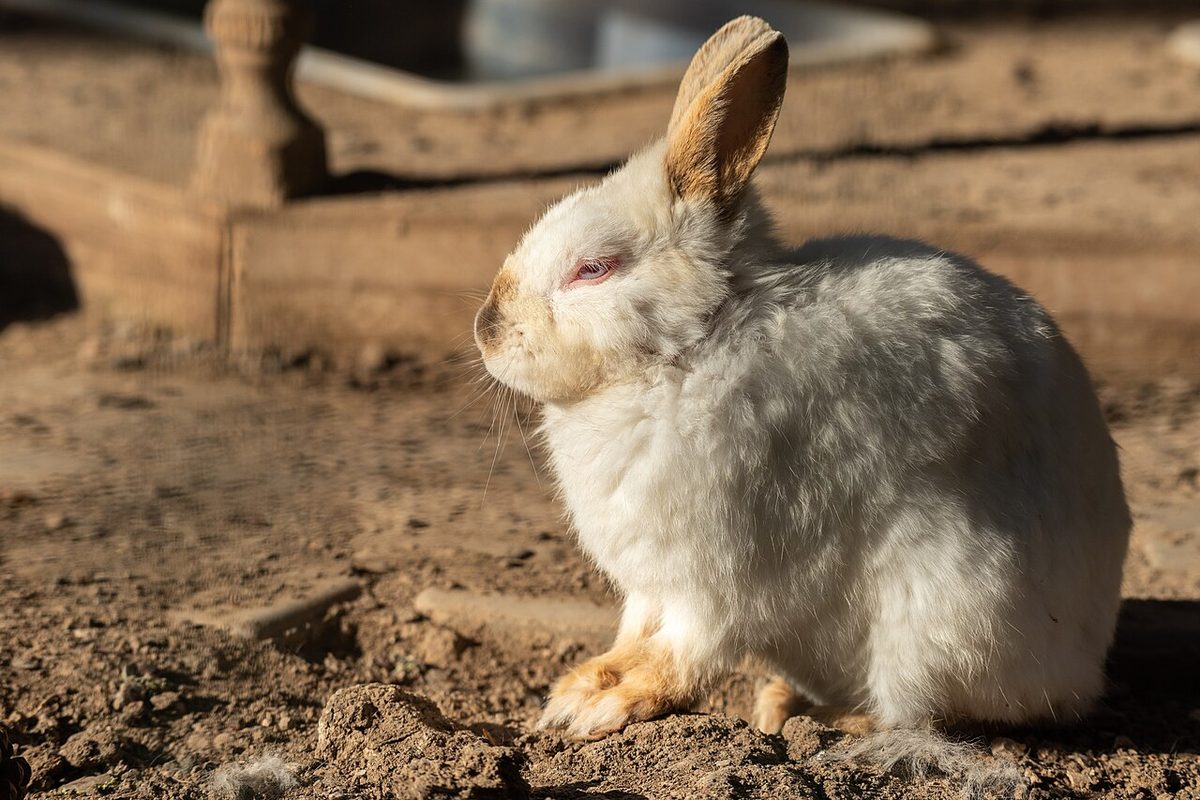 Bunny in a small zoo