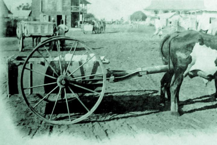 A zebu-drawn Lefebvre transport cart in the 1890s