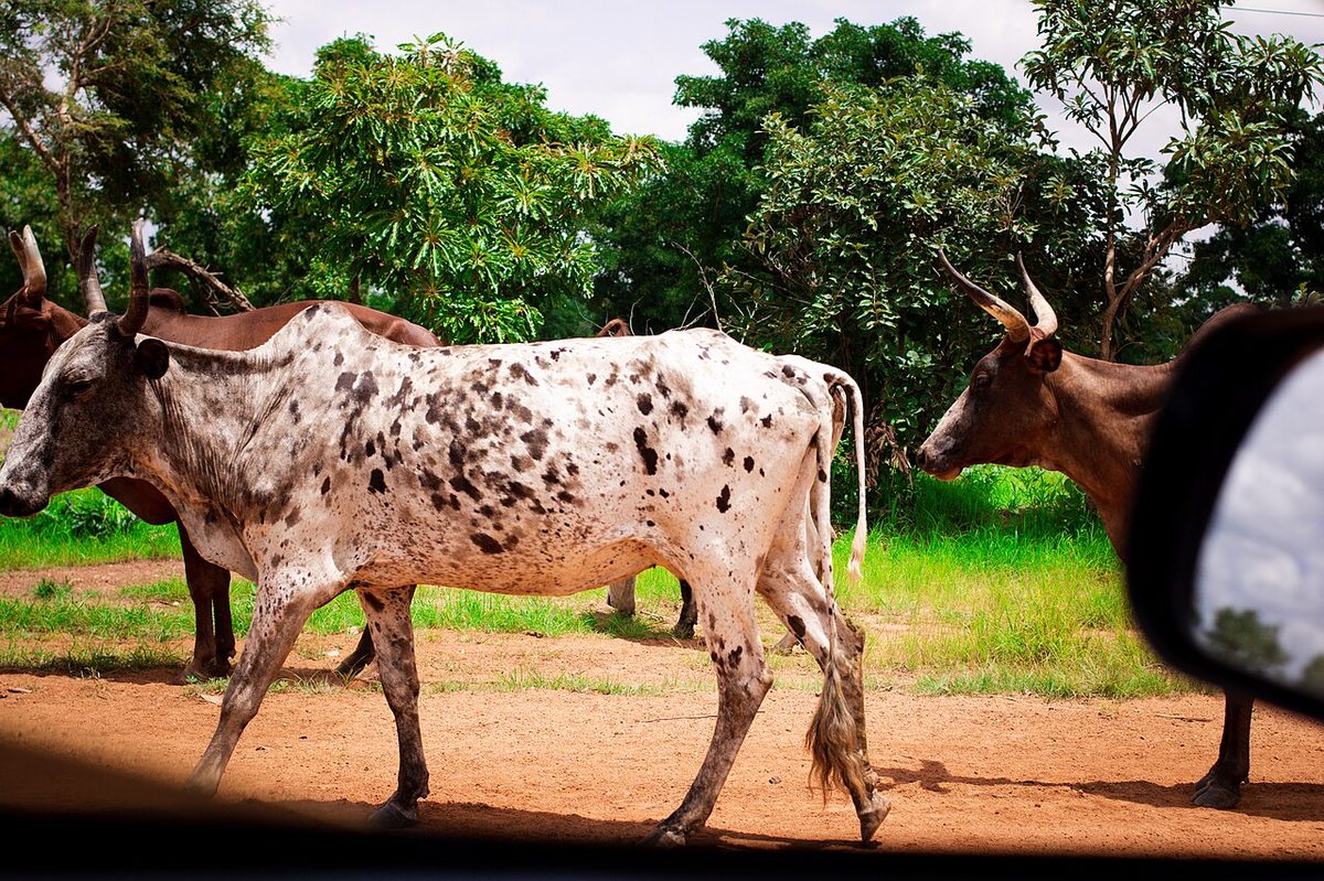 A cow with a white body