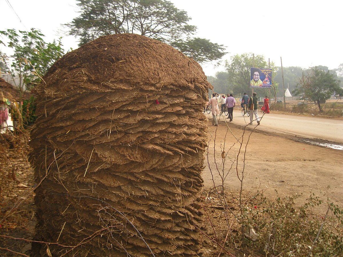 Cow dung cake