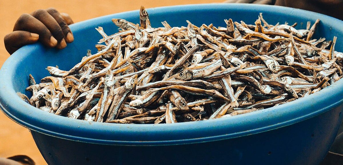 Dried sardines fish for sale in Kigoma's local market.jpg