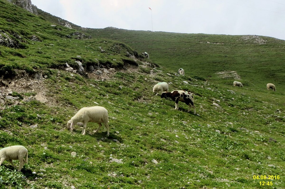 Skewbald sheep beneath the hang glider take-off point