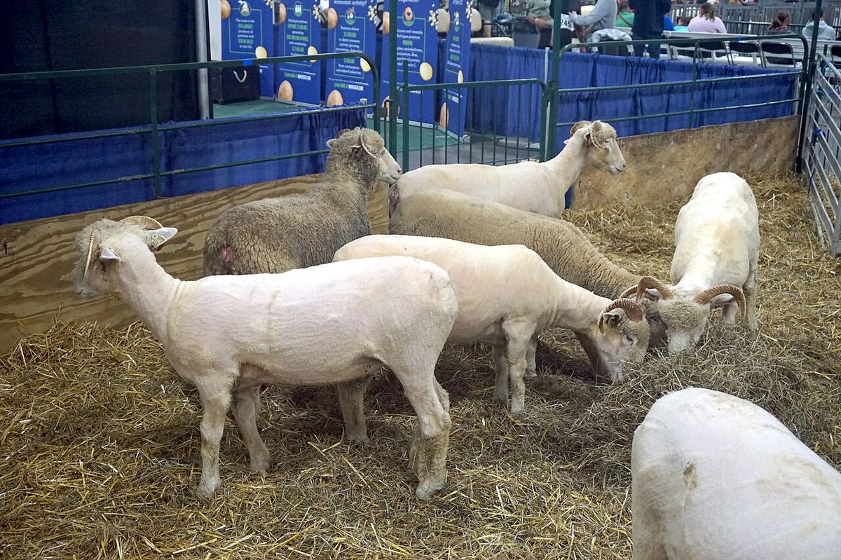 2025 Michigan State Fair August 2025 23 (Sheep Shearing)