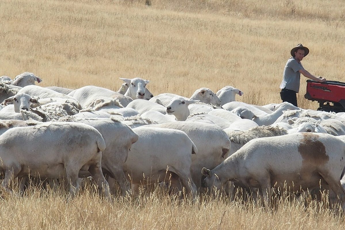 A flock of Australian White Sheep in Mudgegonga, Victoria, Australia. This is breed of hair sheep suited for the hot and