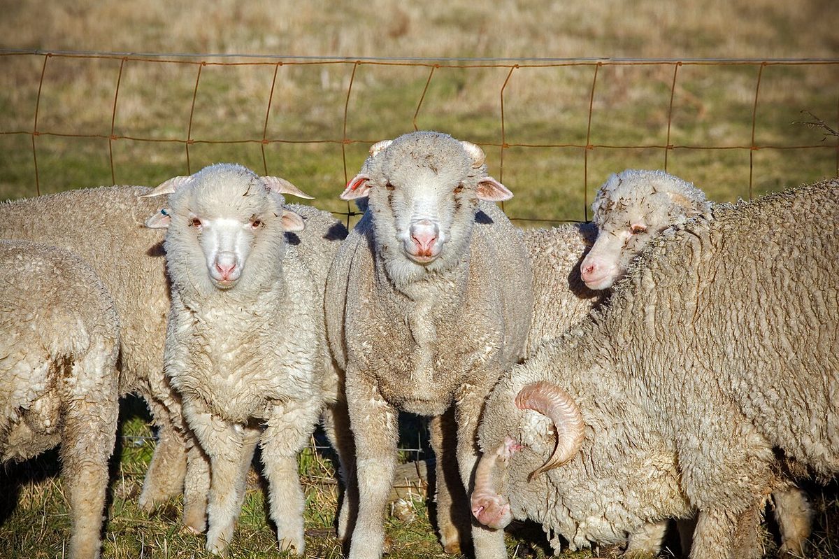 CSIRO ScienceImage 10748 xxx