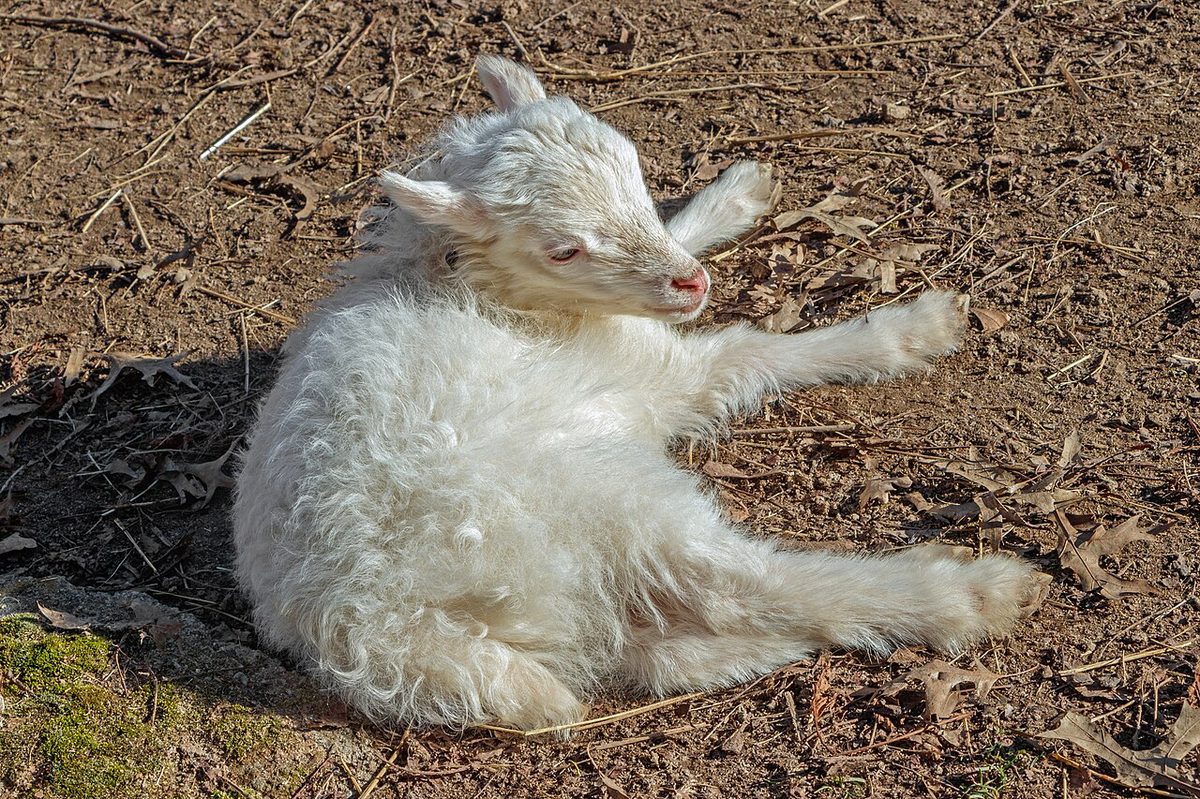 Lamb - Animal Park Muggensturm 01