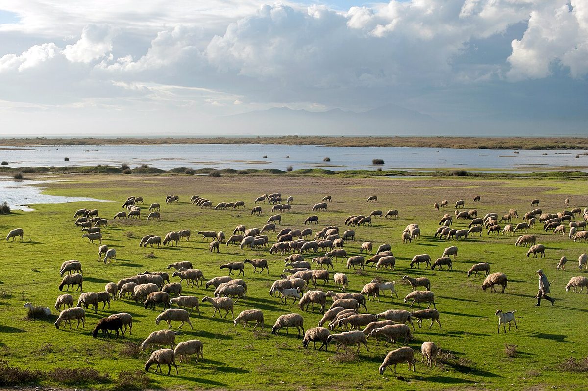 20101020 Sheep shepherd at Vistonida lake Glikoneri Rhodope Prefecture Thrace Greece