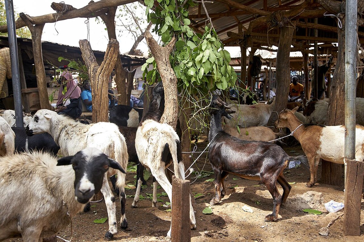 Sheep and Goat sold in Wa on market day