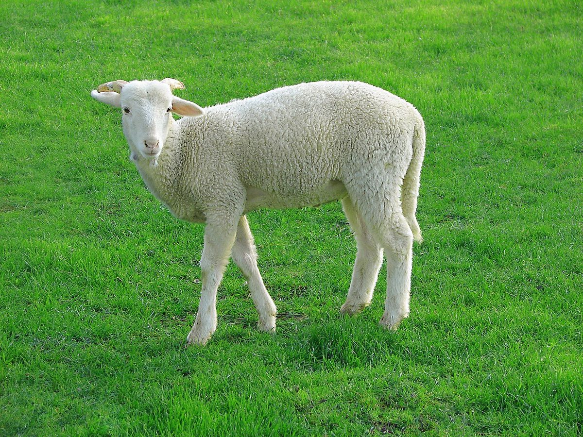 Lamb 09807-a