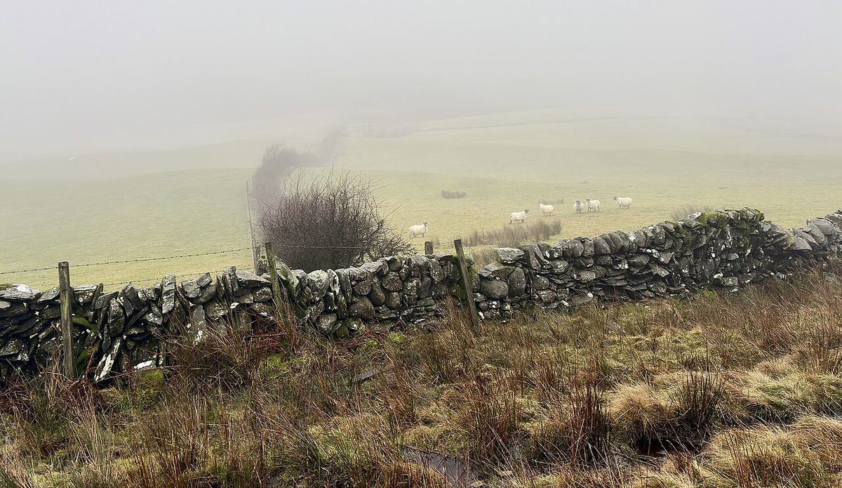 Dry stone wall with sheep beyond