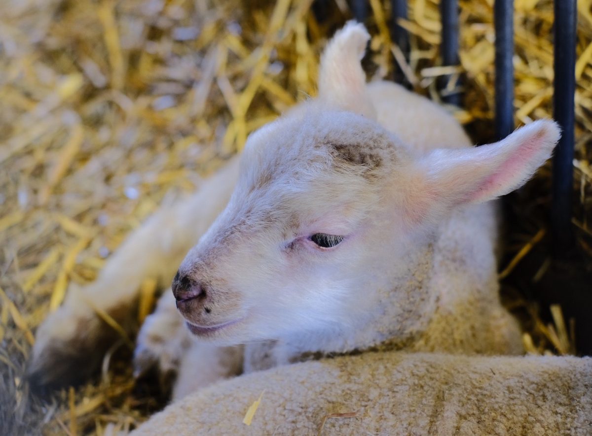 Ewe baby (32385259767).jpg