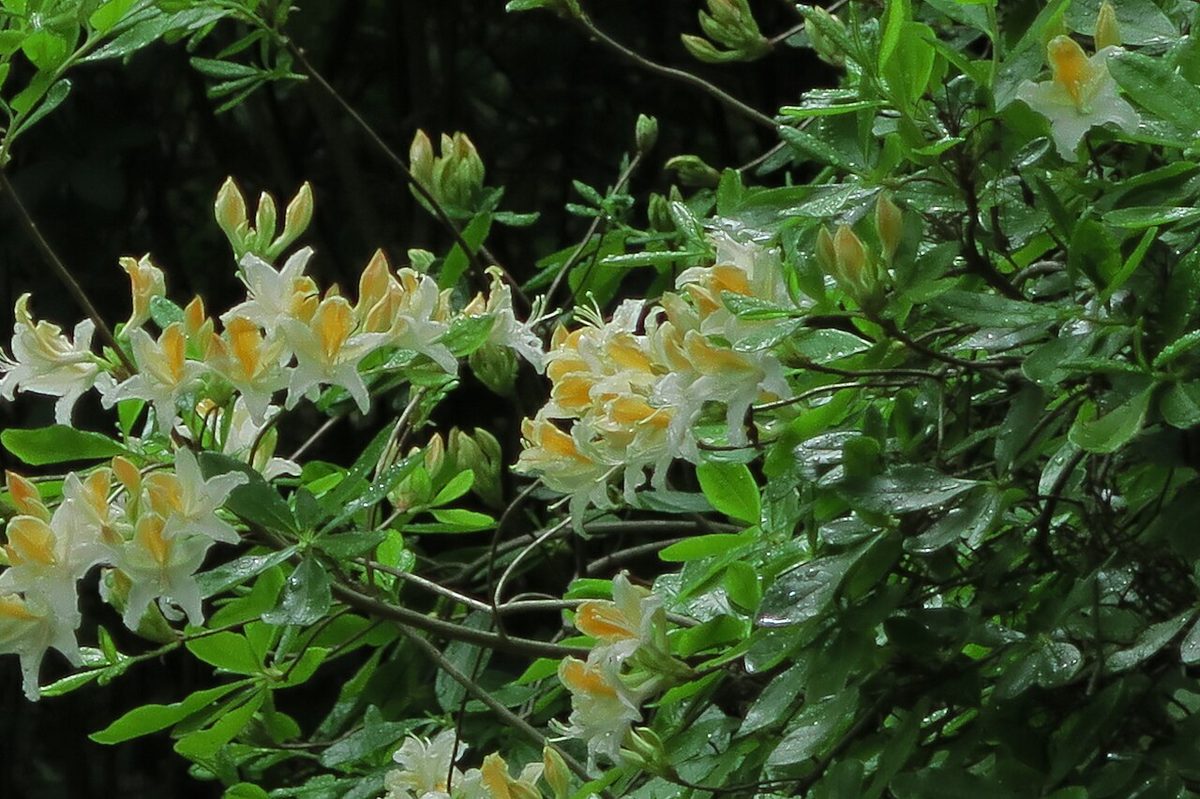 J20150521-0048—Rhododendron occidentale—RPBG (17761763649).jpg