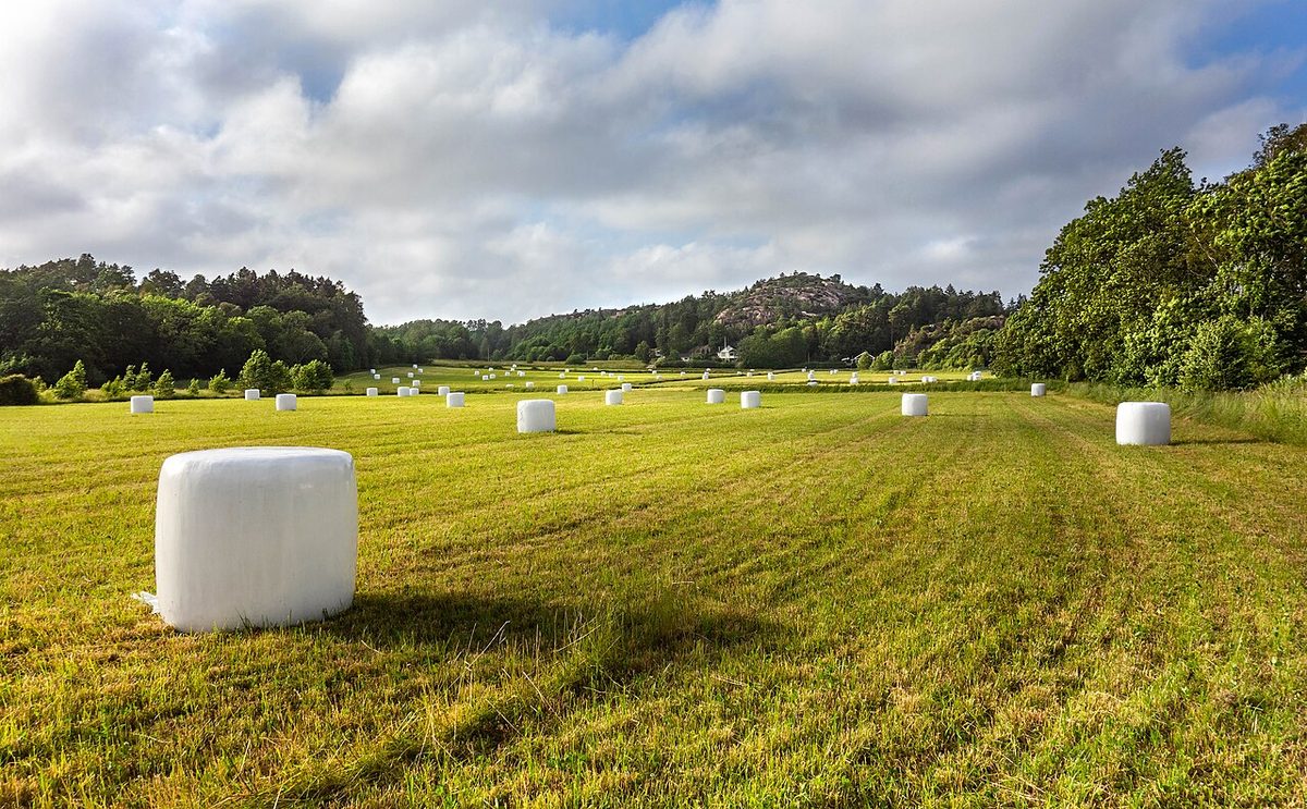 Field and silage bales in Övre Tuntorp 3.jpg