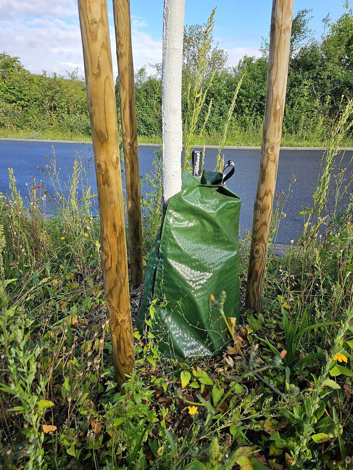 2023-08-03 Irrigation with tree watering bags in Tauberbischofsheim 02.jpg