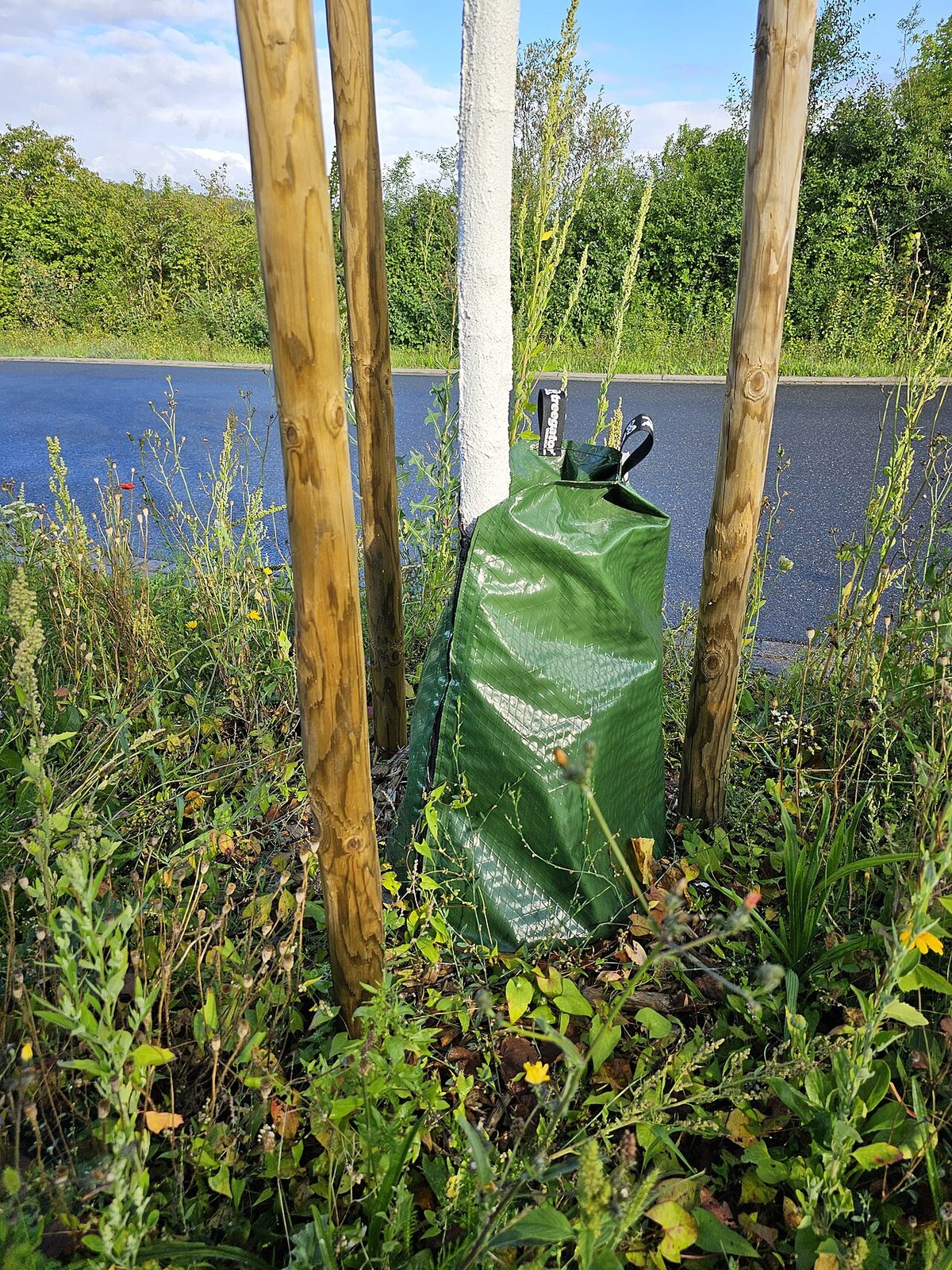 2023-08-03 Irrigation with tree watering bags in Tauberbischofsheim 03.jpg