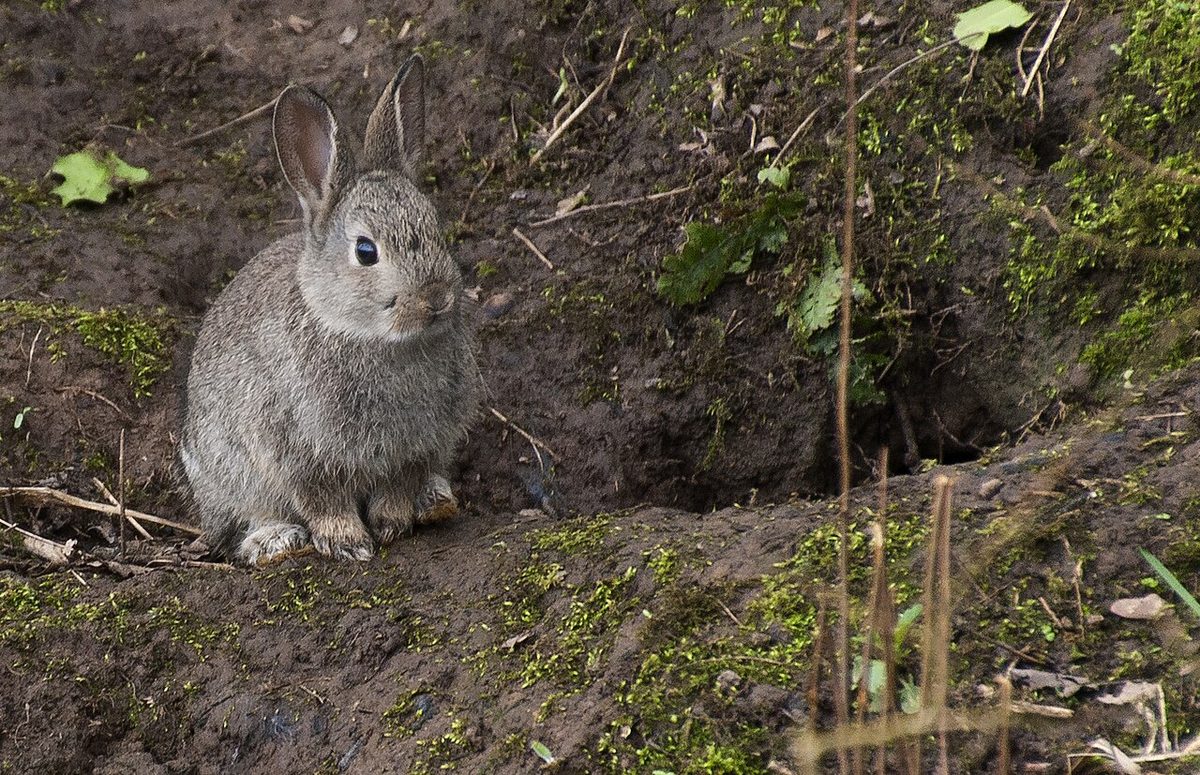 Peter Rabbit