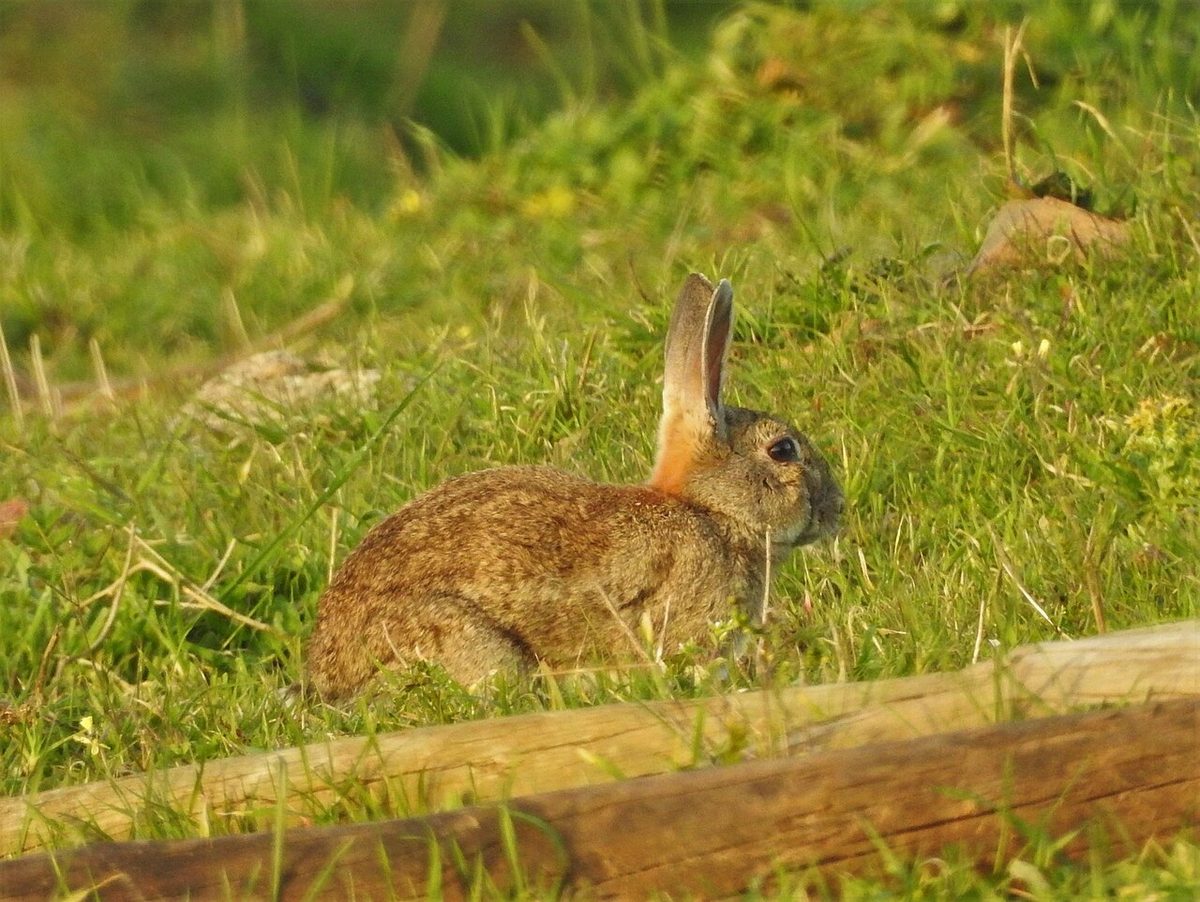 Oryctolagus cuniculus 116331466