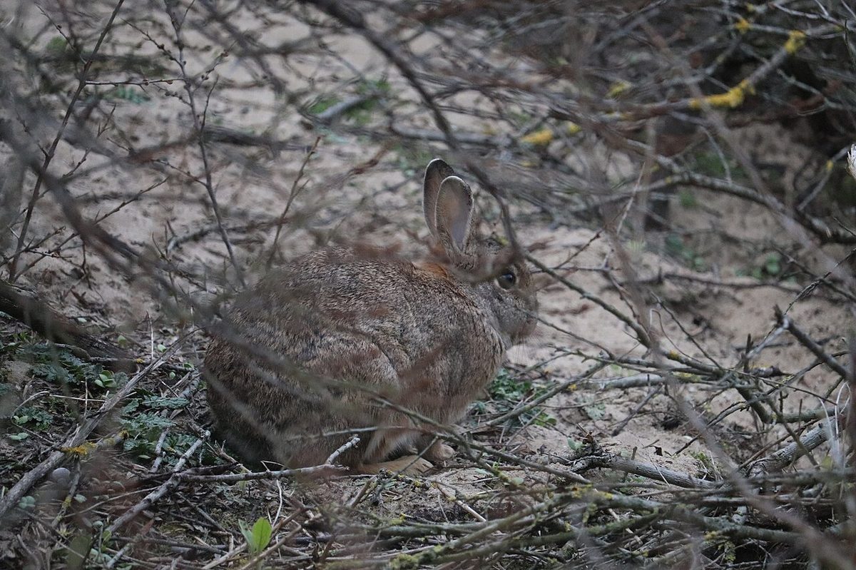 Oryctolagus cuniculus 116841266