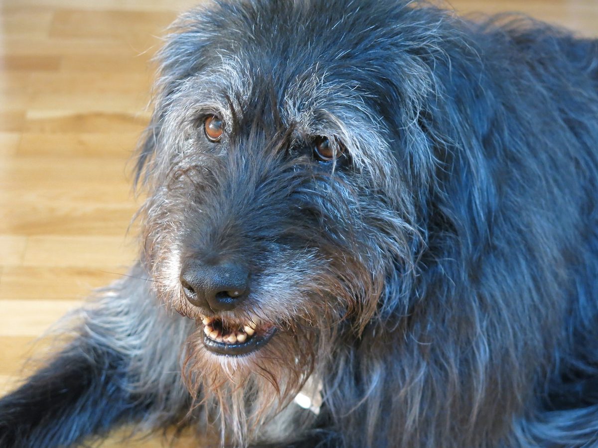 A shaggy dog, the archetypical subject of long-winded, pointless stories 2013-04-03 11-37