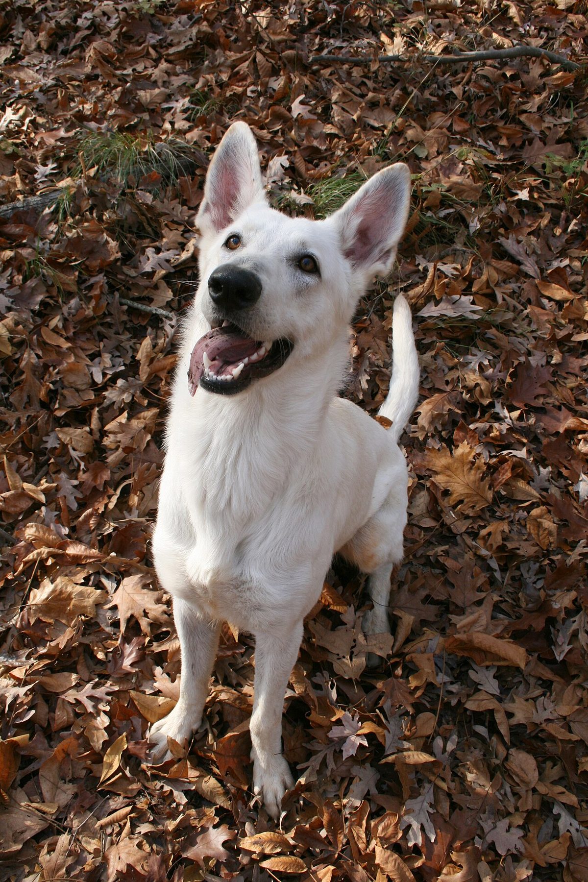 2008-08-28 White German Shepherd ready
