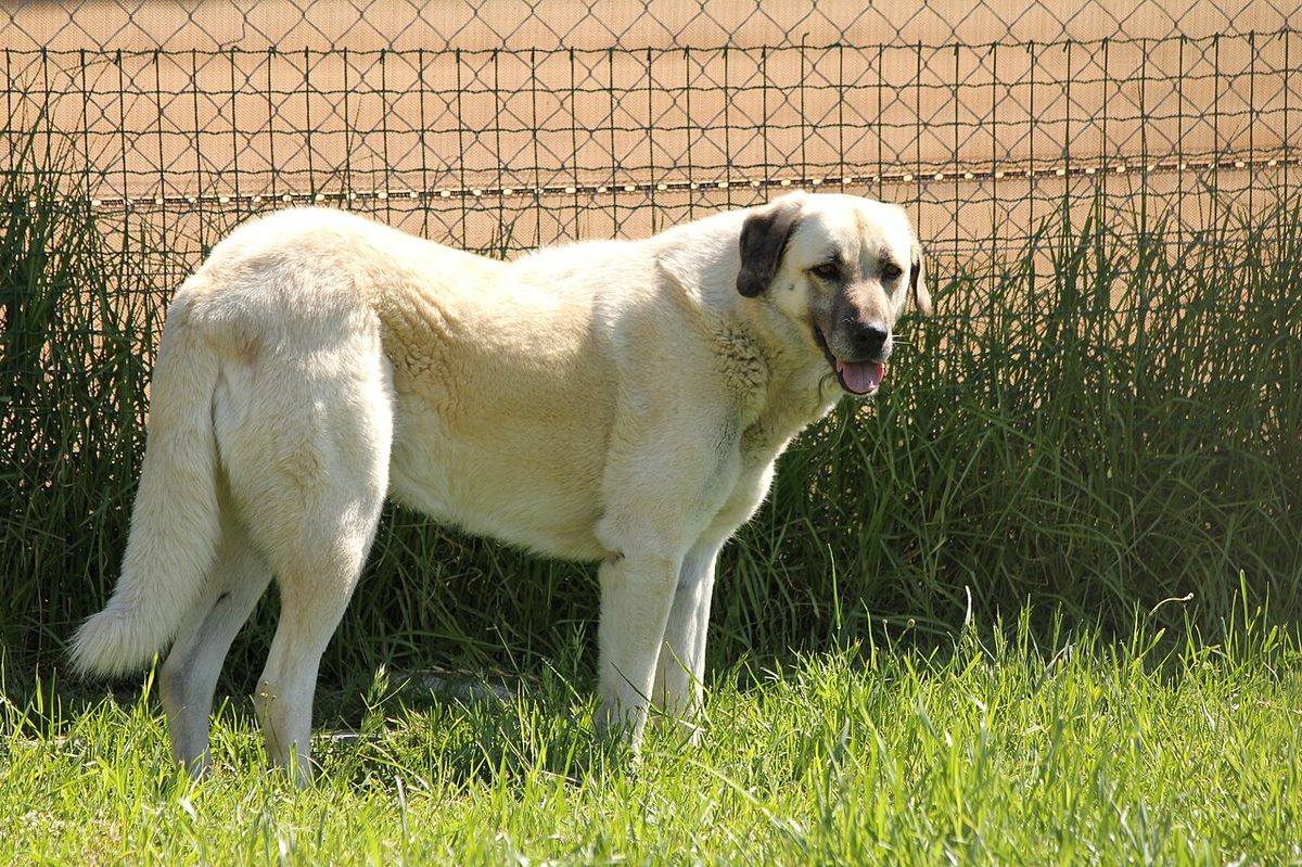 Anatolian Shepherd Dog