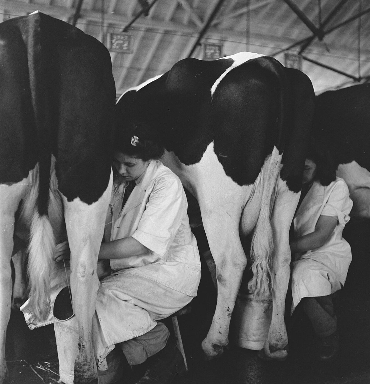 In 1938 Holland had over 1,5 million milk cows, producing on an average 1000 gal, Bestanddeelnr 935-2075