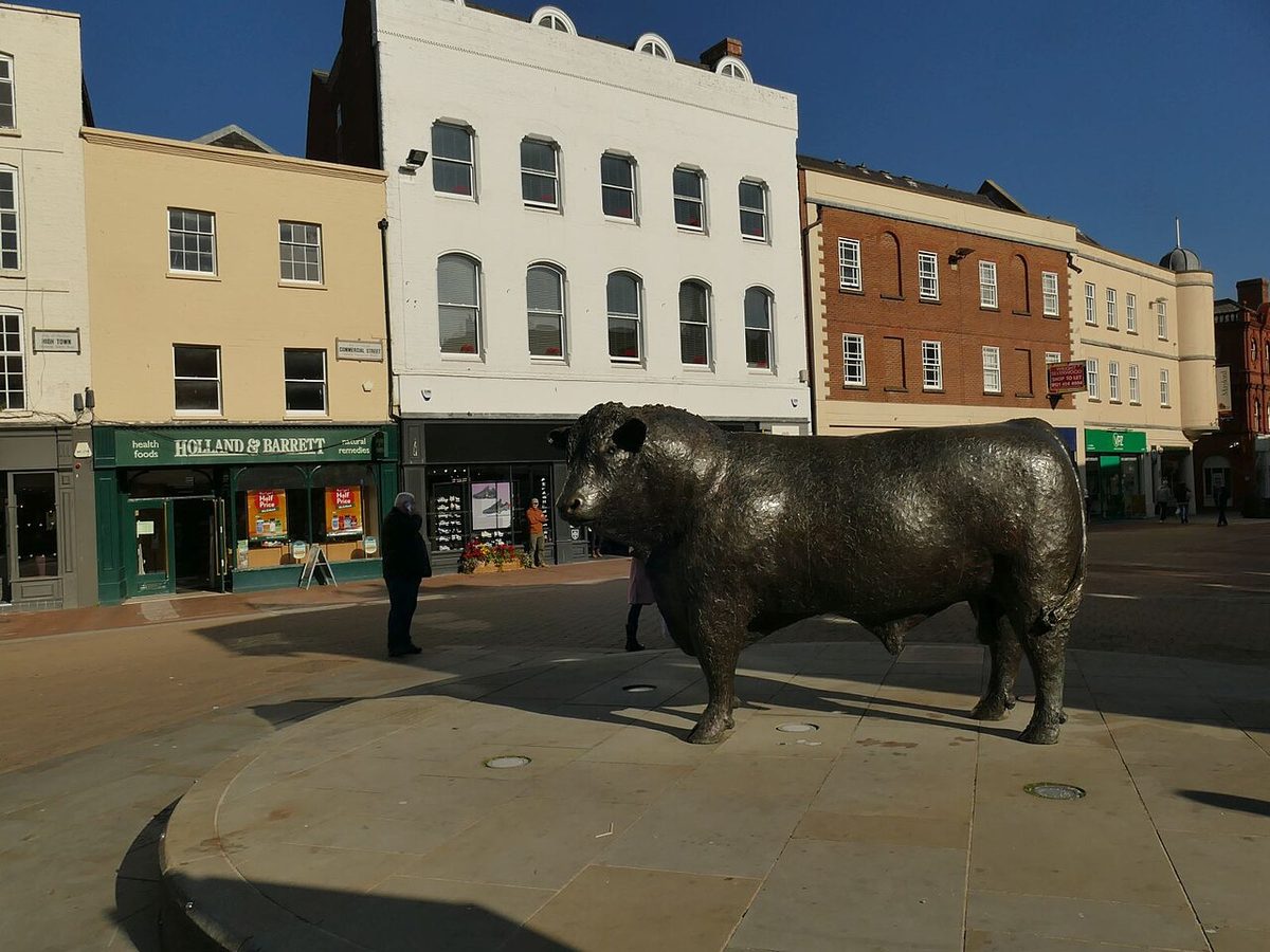 The Hereford Bull