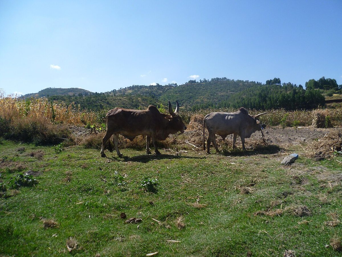 Cattle in Ethiopia