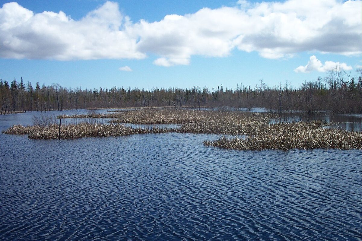 Cow River Wetlands, PEI