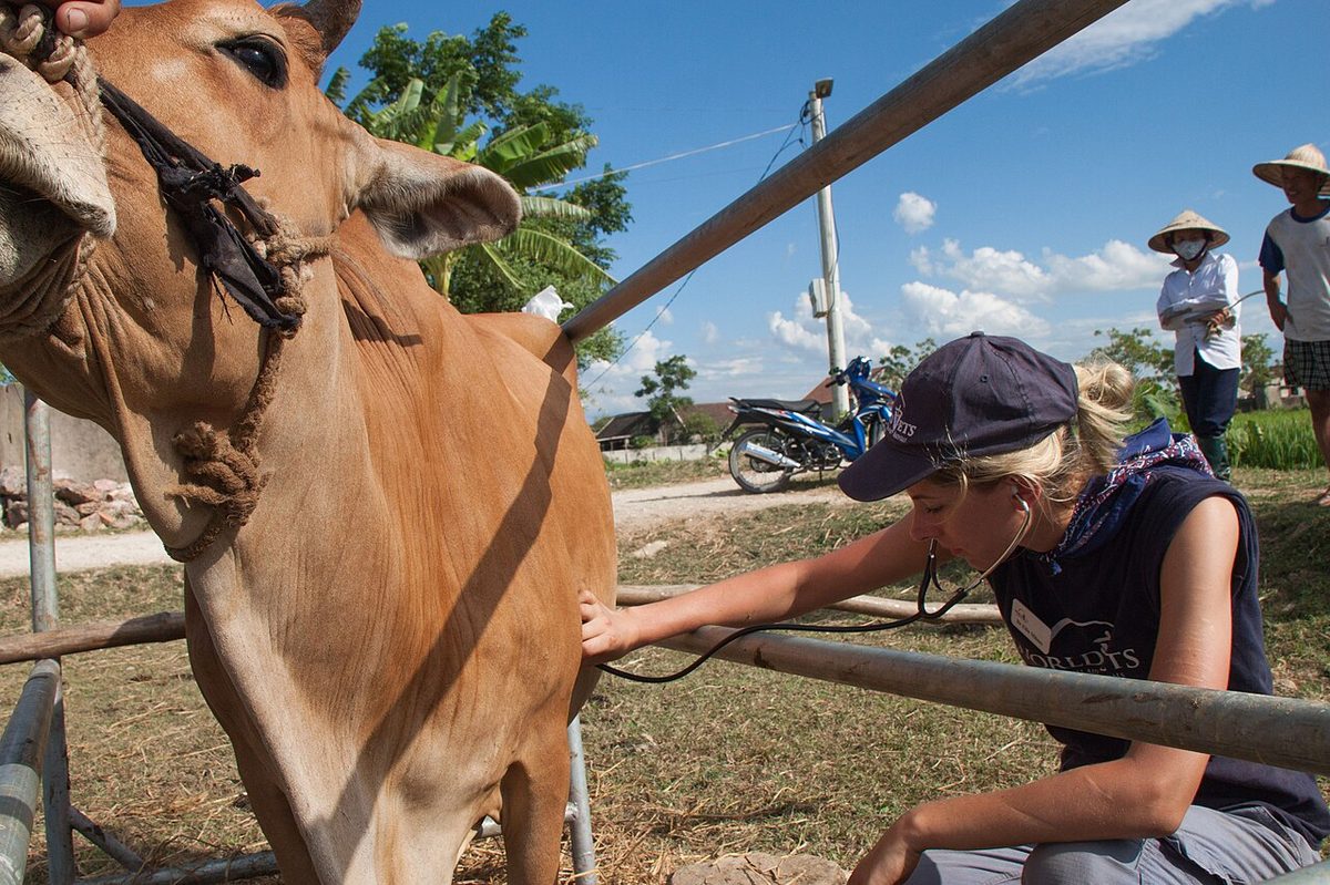 Flickr - Official U.S. Navy Imagery - A volunteer checks the heartbeat of a pregnant cow.