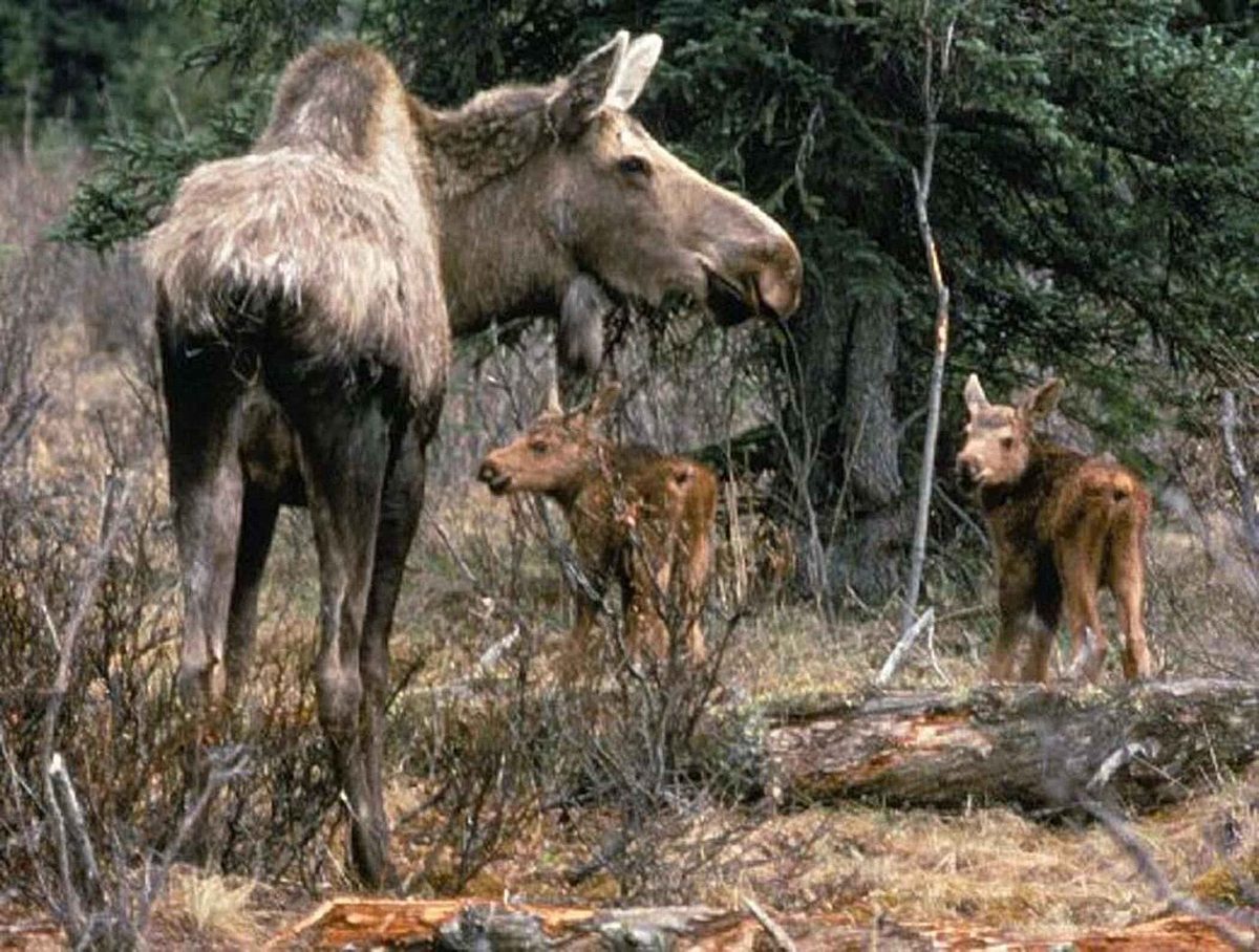 Cow moose with her two calves