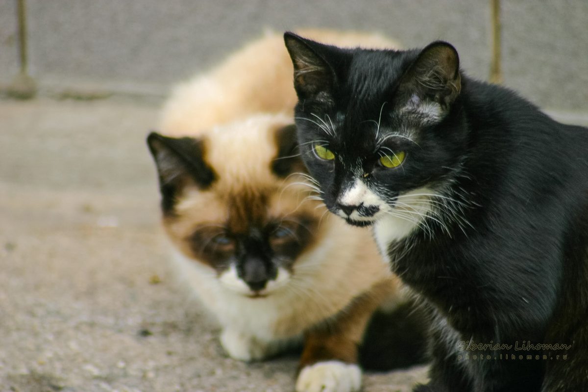 "Black Cat White Cat"