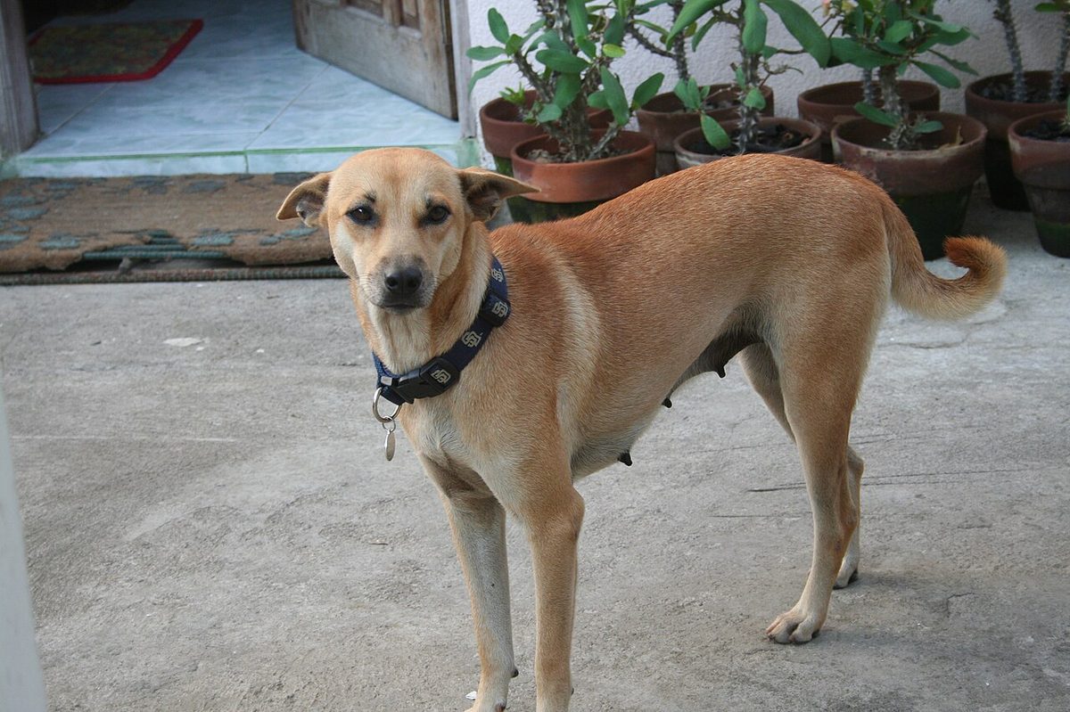 Askal (aspin) dog Masinloc, Zambales