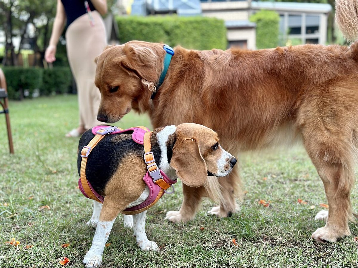 A Golden Retriever sniffing a Beagle at the Dog Park