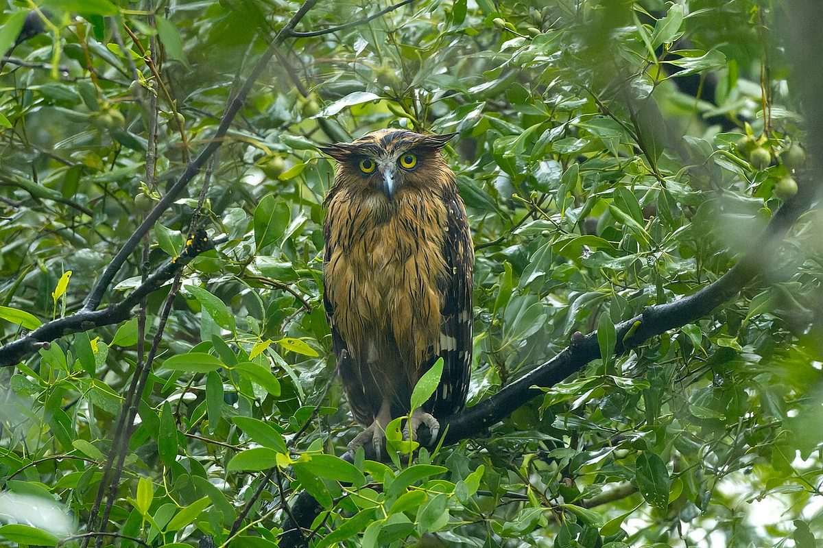 Buffy Fish-Owl in Sundarbans National Park July 2025 by Tisha Mukherjee 01